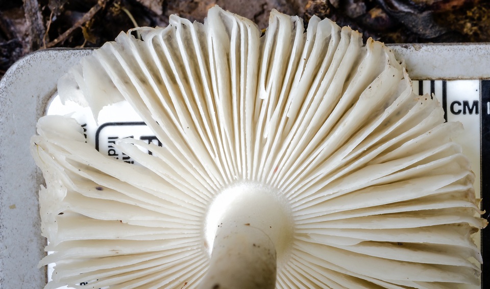 Amanita crematelloides image