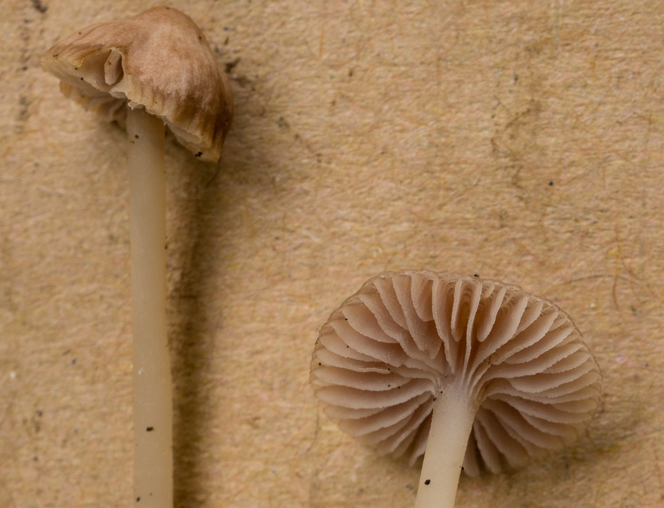 Mycena pura f. pura image