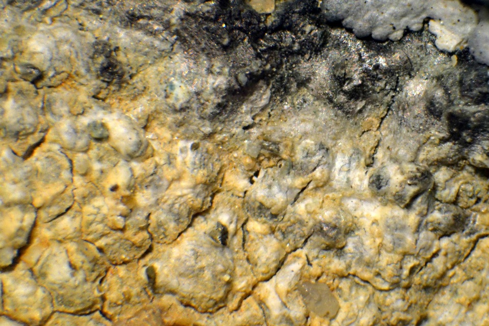Aspicilia pacifica image