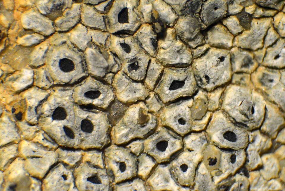 Aspicilia pacifica image