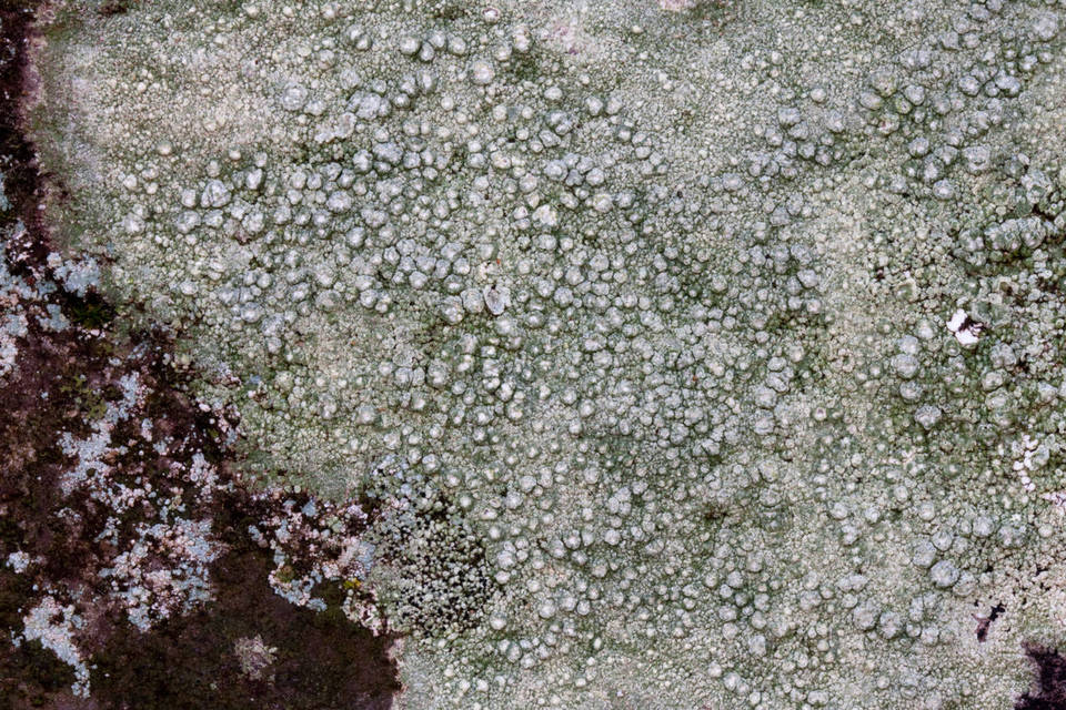 Pertusaria tejocotensis image