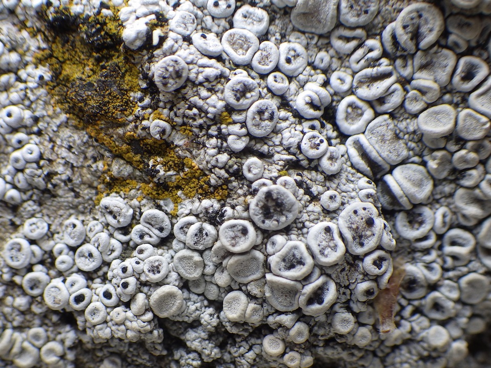 Dactylospora parellaria image