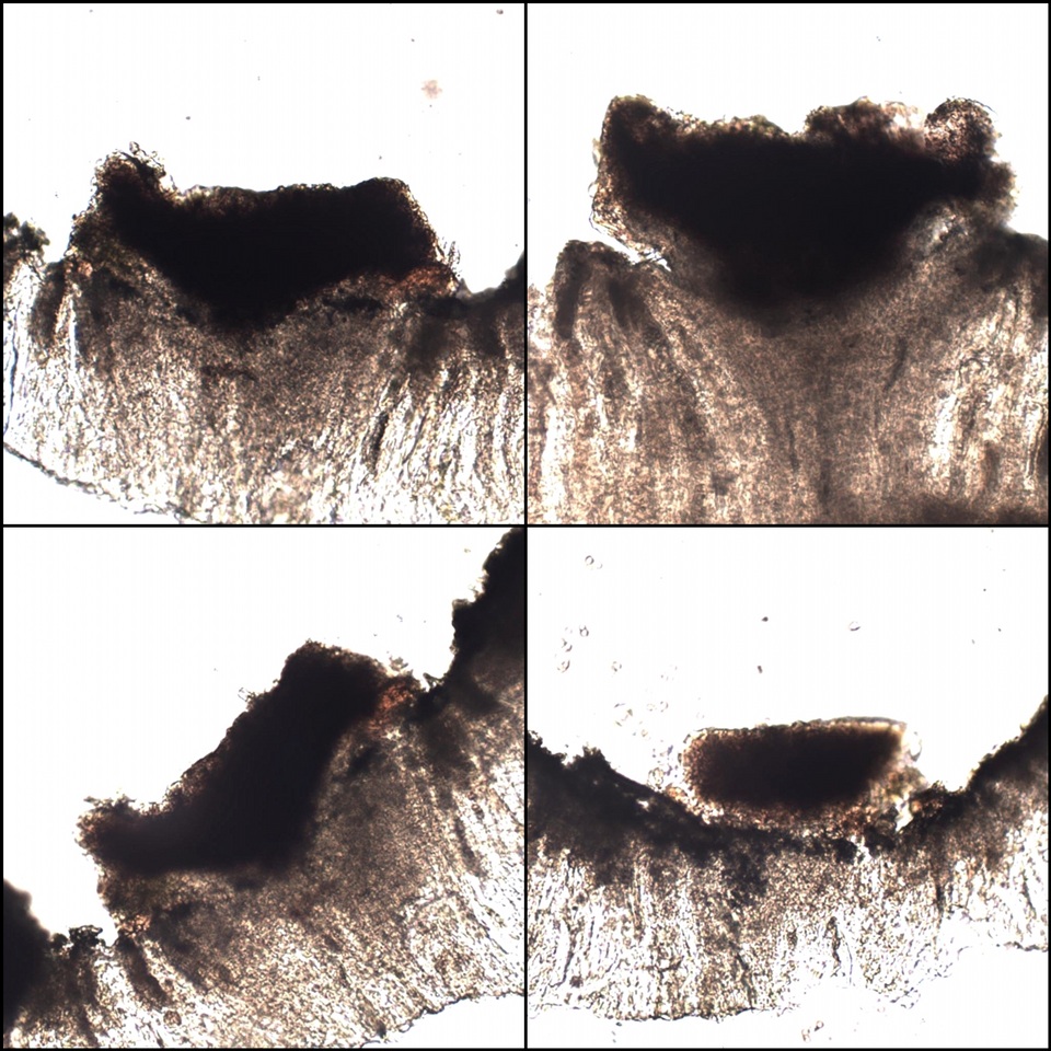 Dactylospora parellaria image