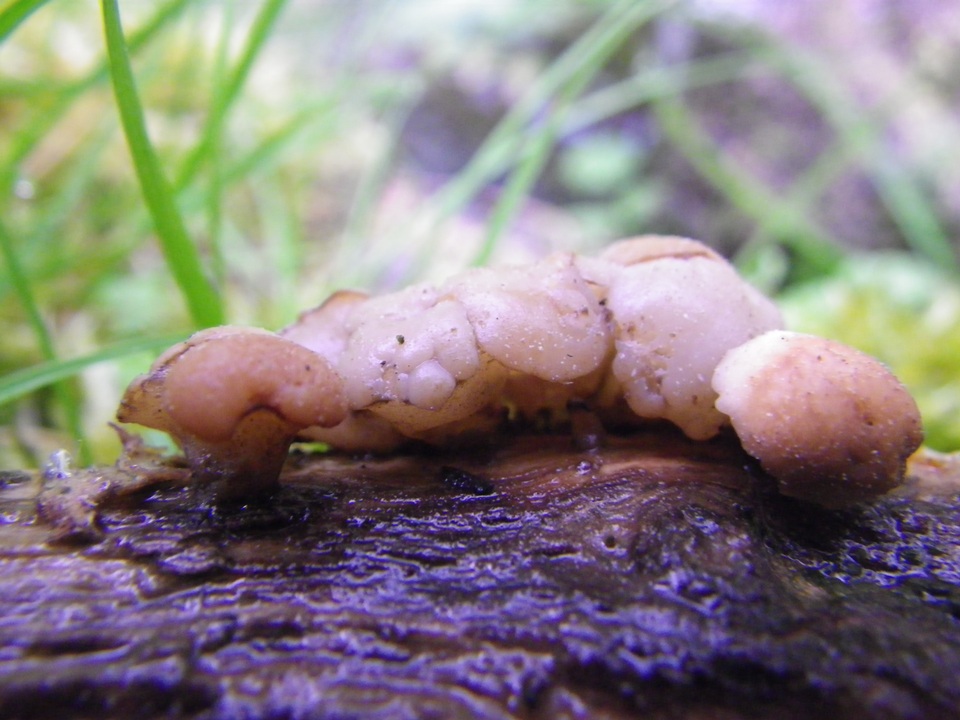 Cudoniella tenuispora image