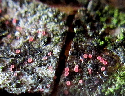 Marchandiomyces corallinus image