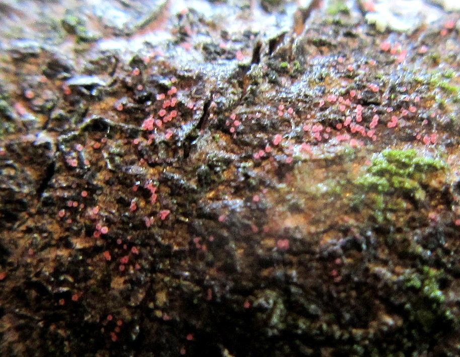 Marchandiomyces corallinus image