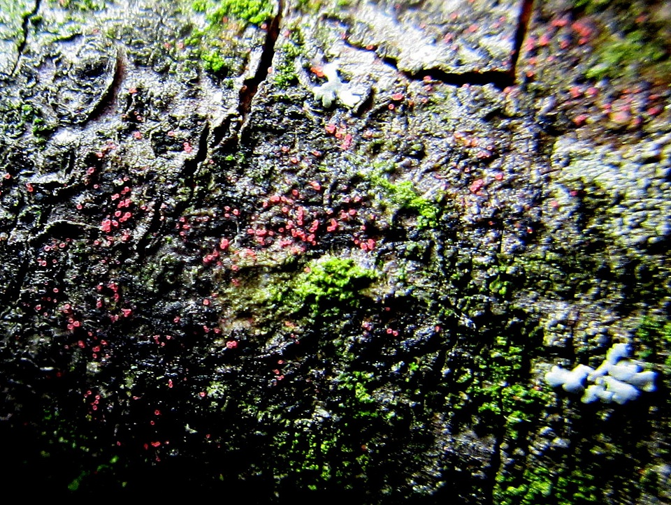 Marchandiomyces corallinus image