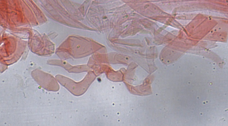 Entoloma coloradense image