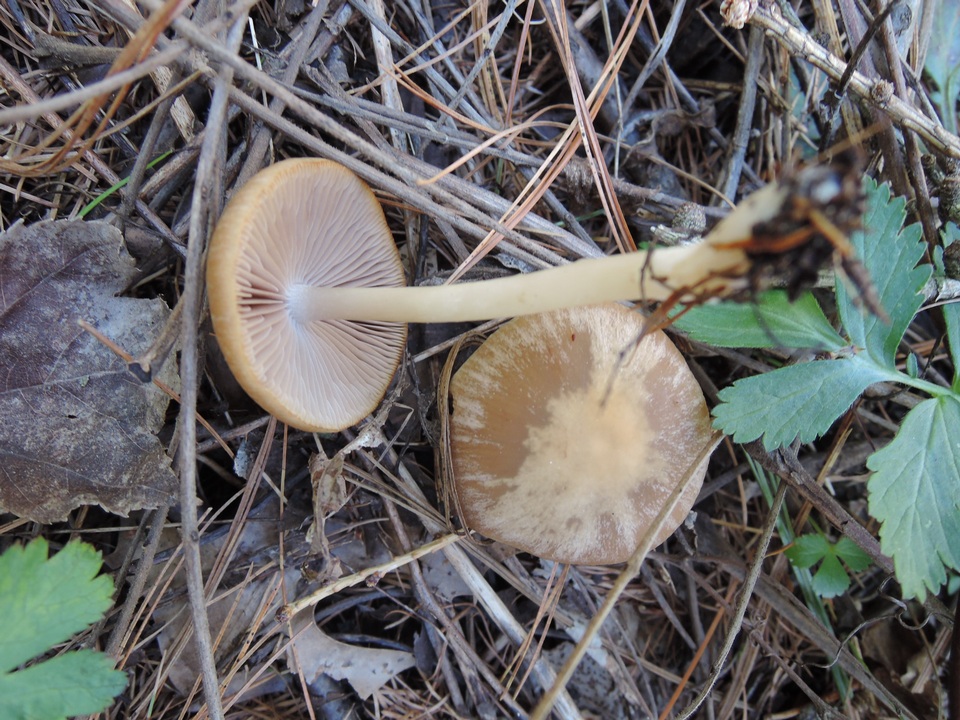Psathyrella spadiceogrisea image