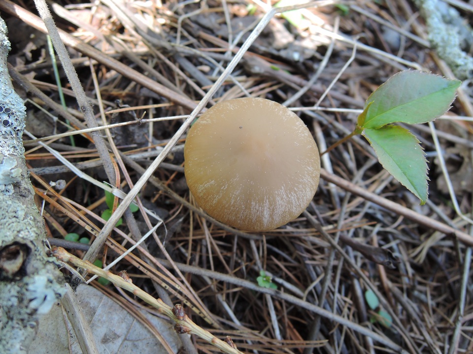 Psathyrella spadiceogrisea image