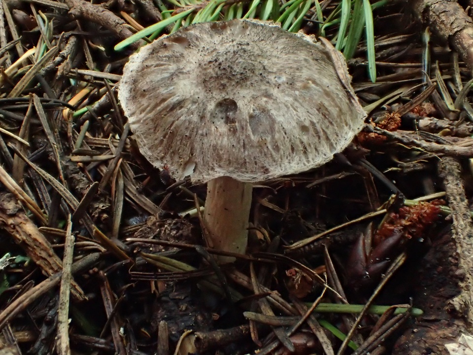 Tricholoma moseri image