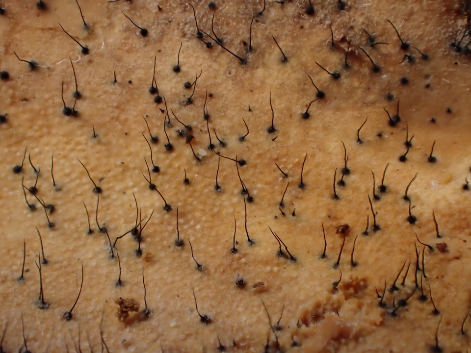Melanospora lagenaria image