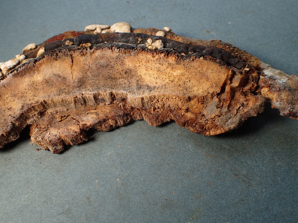 Melanospora lagenaria image