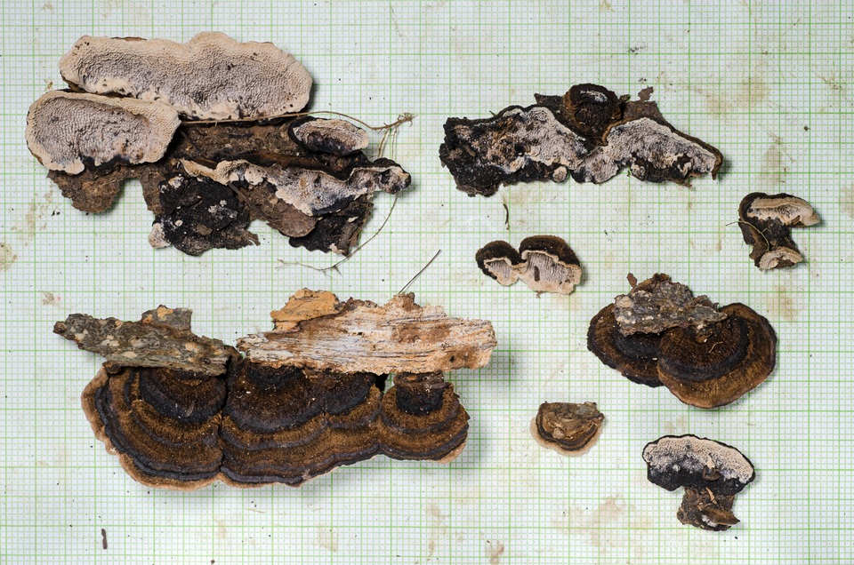 Datronia mollis image