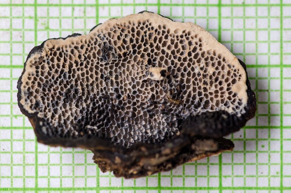 Datronia mollis image
