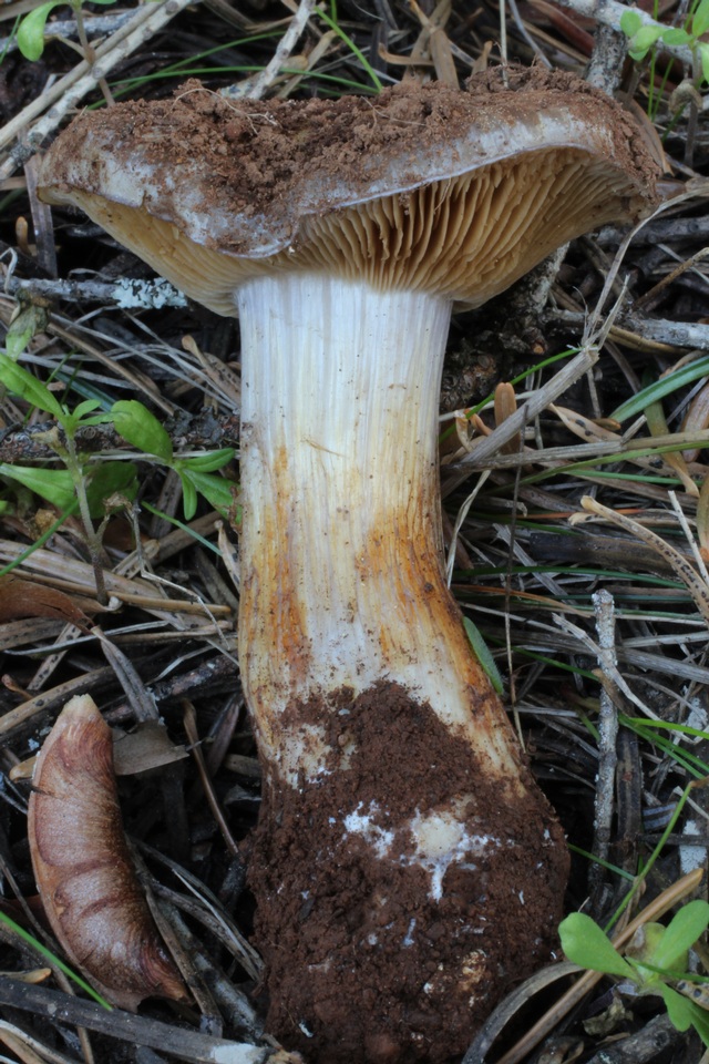 Cortinarius subolivascens image