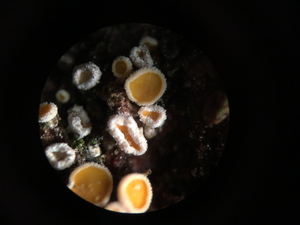 Lachnellula resinaria image
