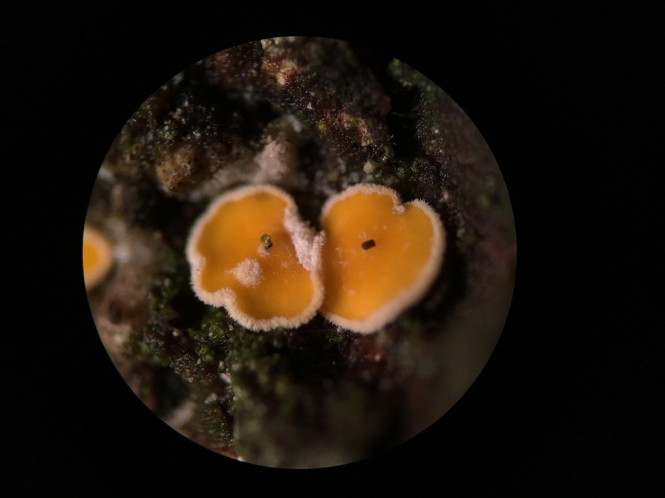 Lachnellula resinaria image