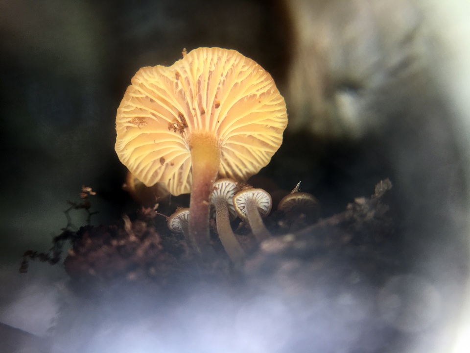Xeromphalina enigmatica image