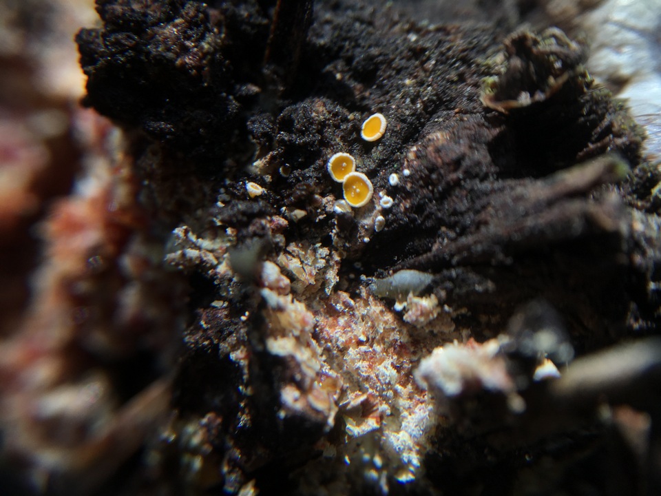 Lachnellula resinaria image