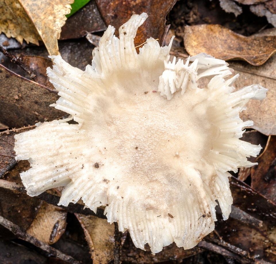 Amanita crematelloides image