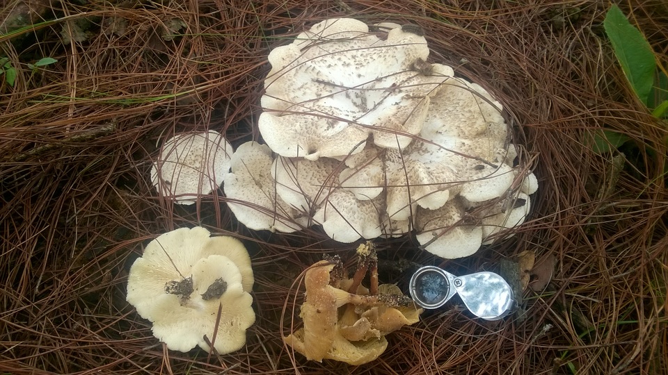 Lentinus squarrosulus image