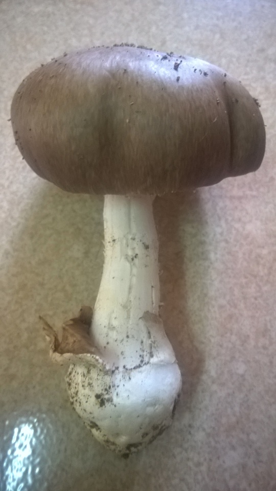 Amanita manginiana image