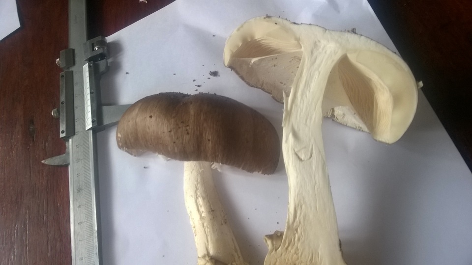 Amanita manginiana image