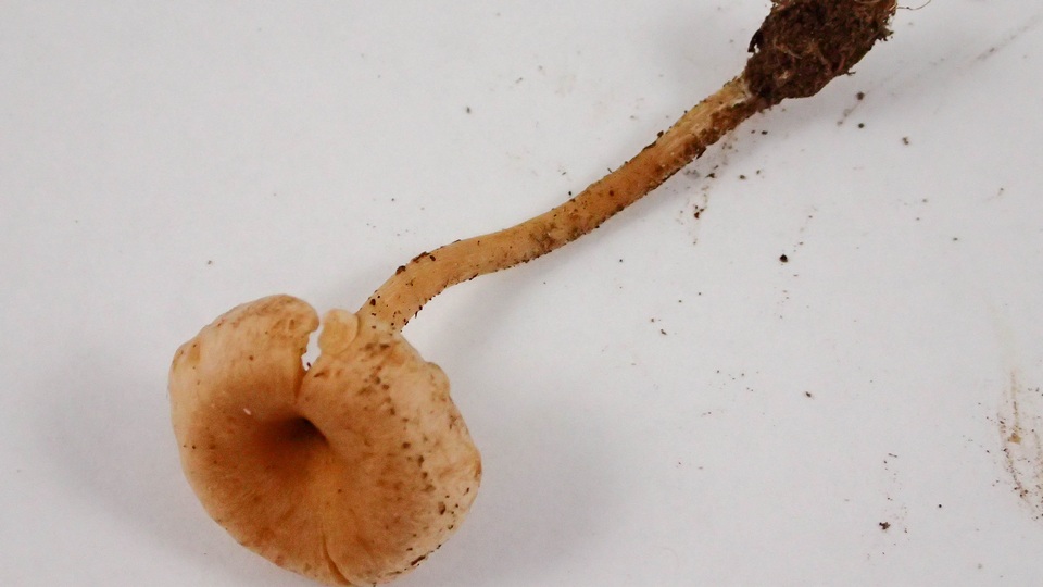 Pseudolaccaria pachyphylla image