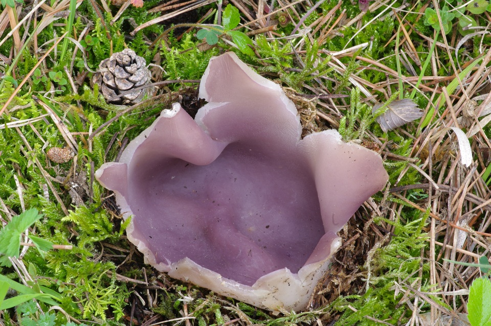 Sarcosphaera crassa image