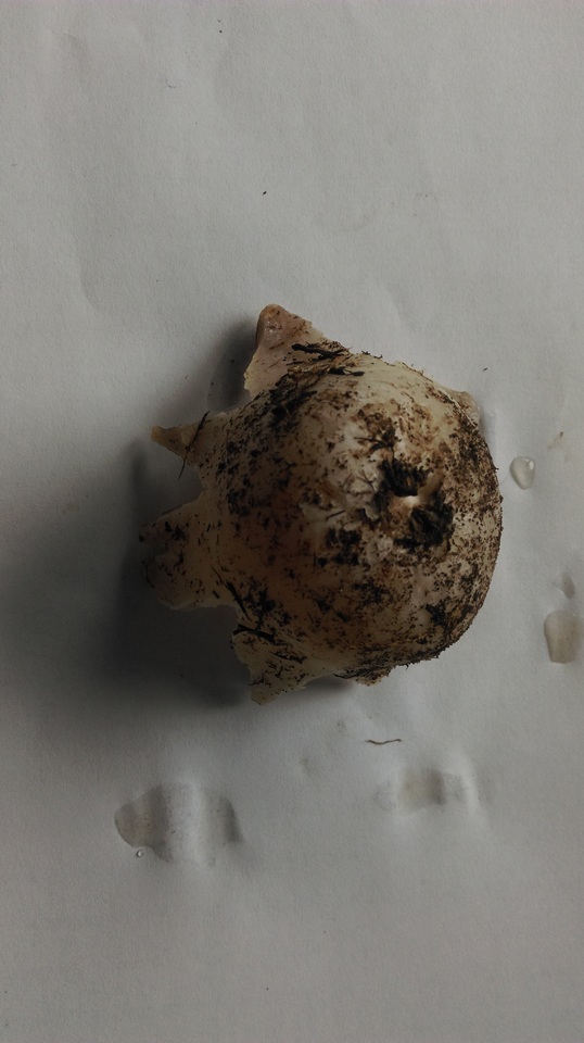 Sarcosphaera crassa image