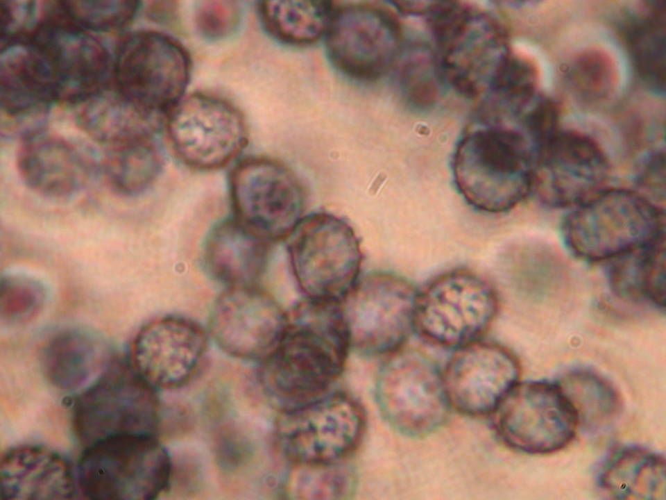 Russula basifurcata image