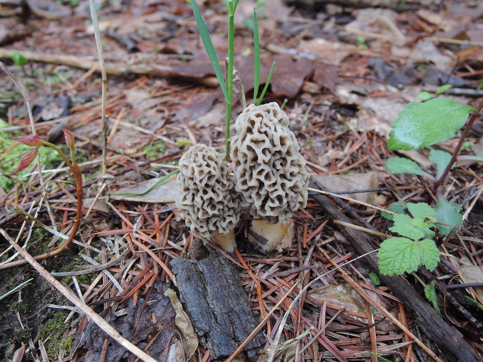 Morchella prava image