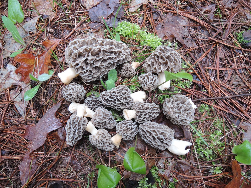 Morchella prava image