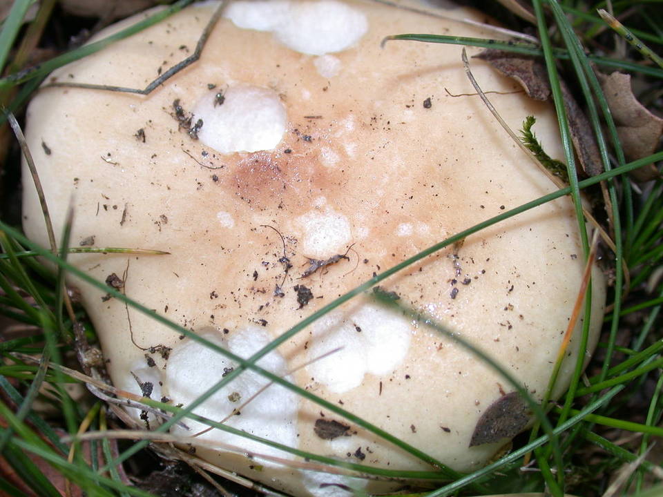 Russula basifurcata image
