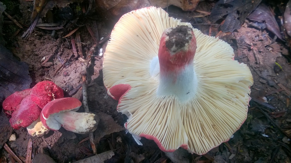 Russula mairei image