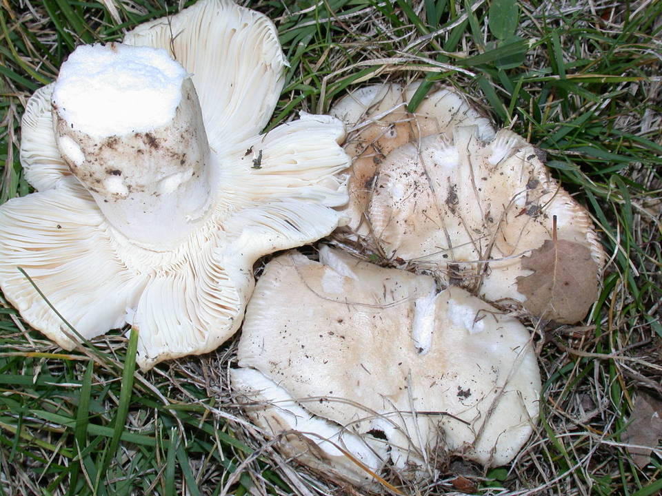 Russula basifurcata image