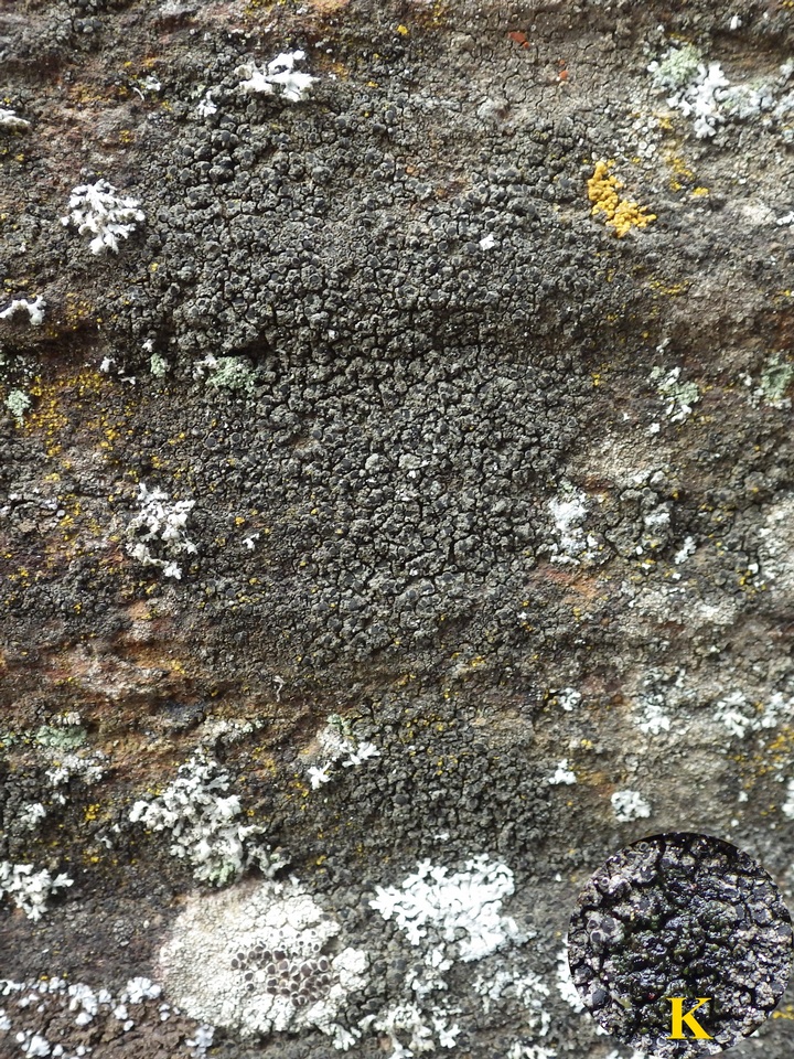 Rinodina teichophila image