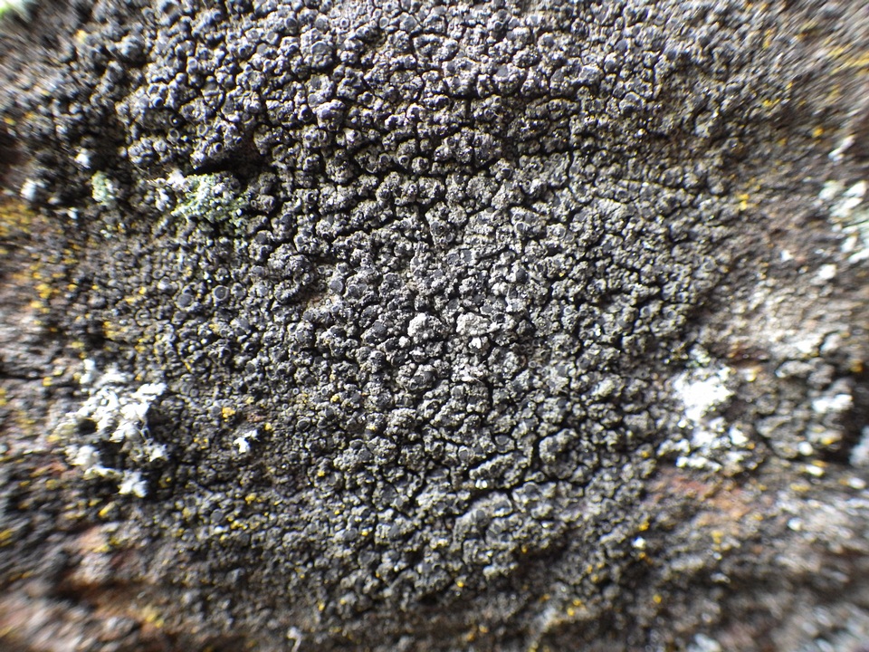 Rinodina teichophila image