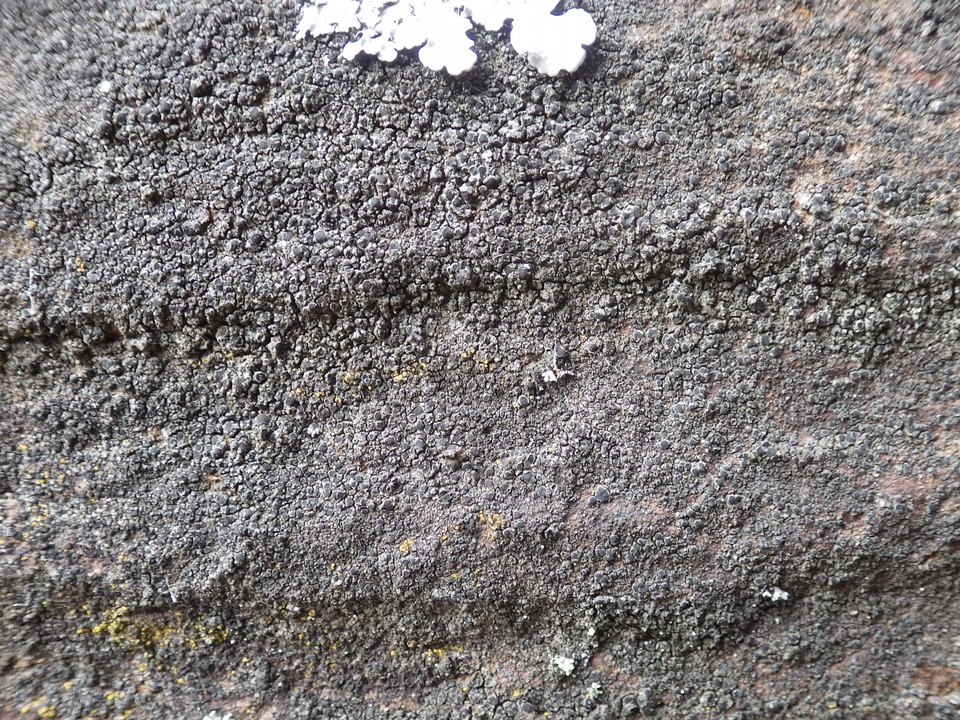 Rinodina teichophila image