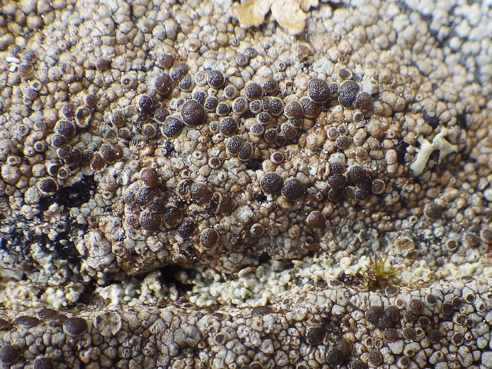 Rinodina atrocinerea image