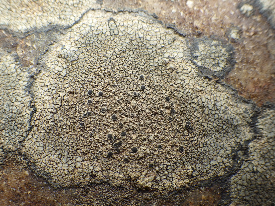 Rinodina atrocinerea image