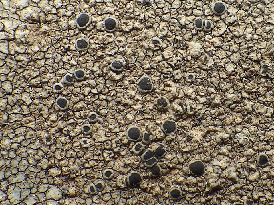 Rinodina atrocinerea image