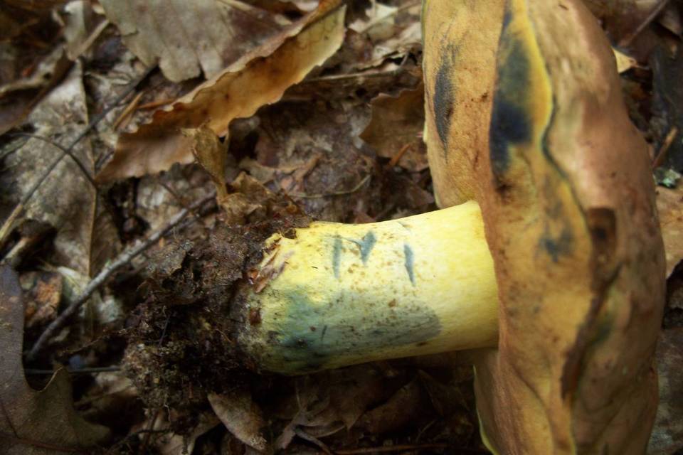 Boletus sensibilis var. subviscidus image
