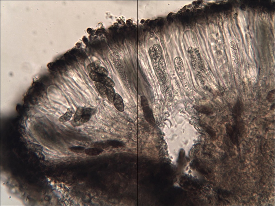 Diplotomma chlorophaeum image