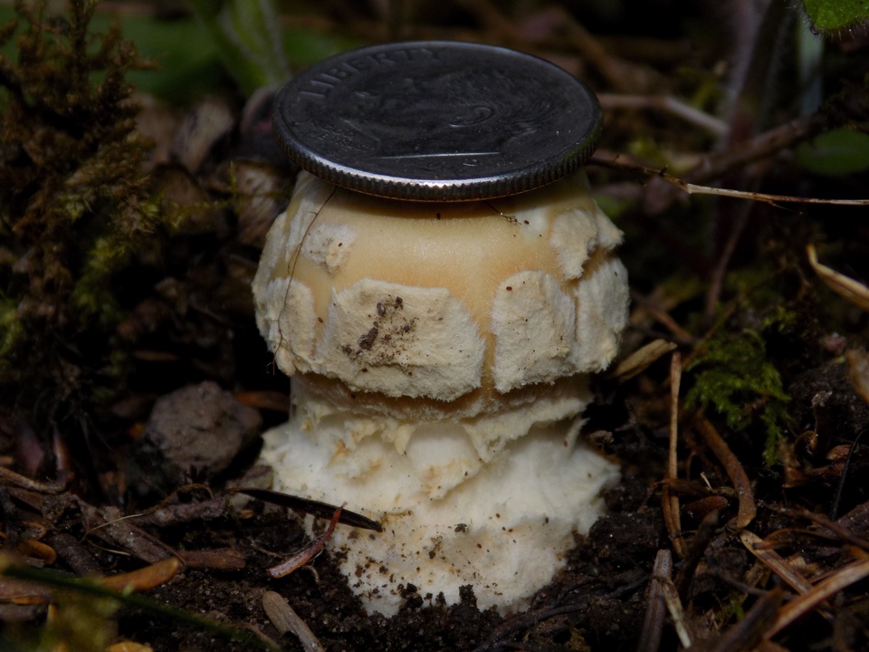 Amanita pantherinoides image