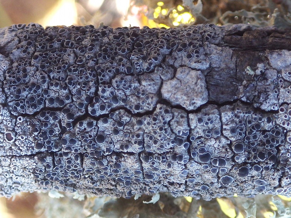 Rinodina oleae image