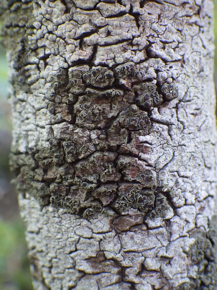Rinodina oleae image