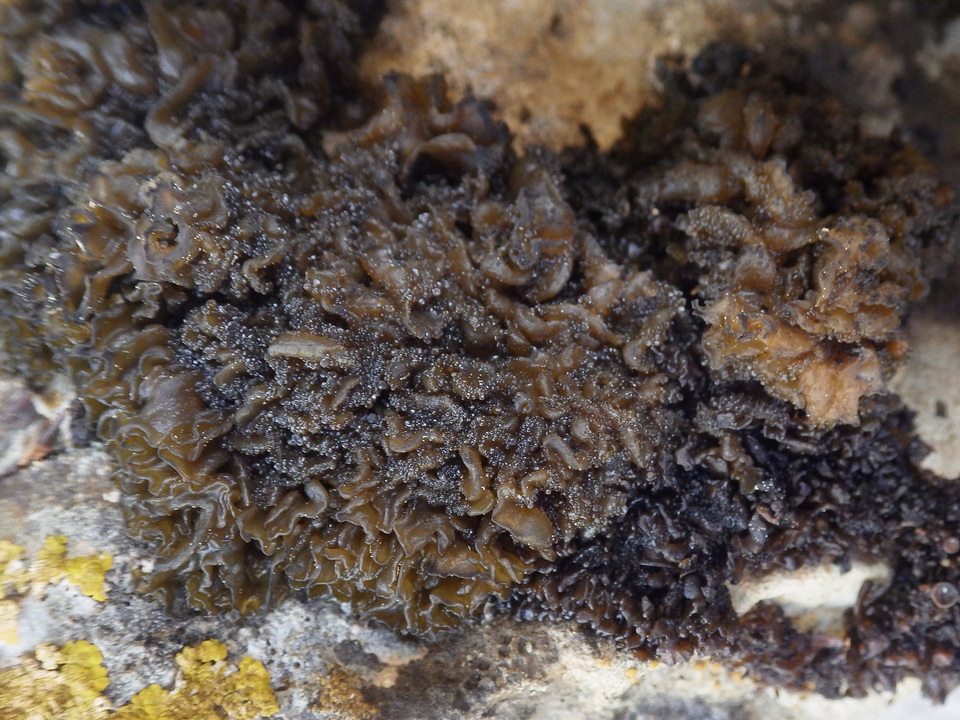 Collema auriforme image