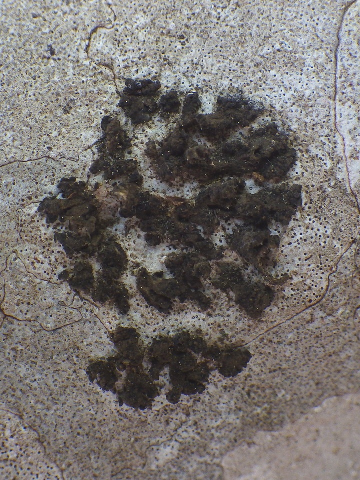 Collema fragile image